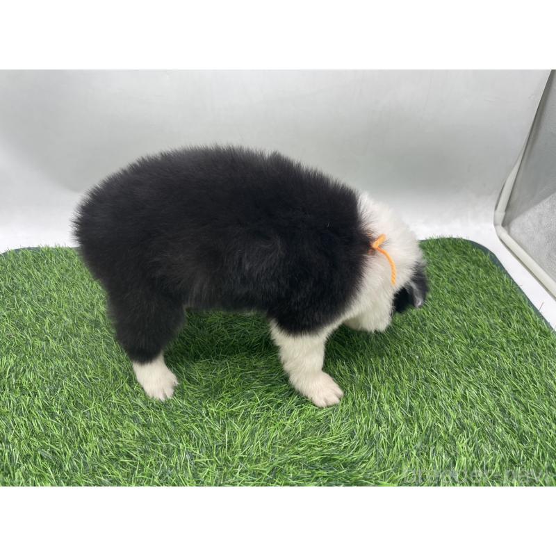 成約済の愛知県のボーダーコリー-437329の7枚目