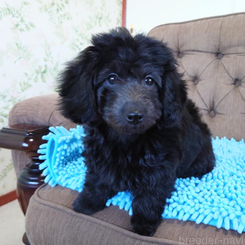 販売中の埼玉県のダップー:ミニチュアダックスフンド×トイプードル-429284の8枚目