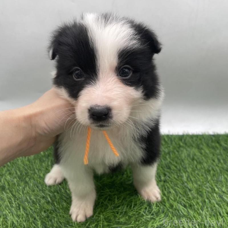 成約済の愛知県のボーダーコリー-437329の6枚目