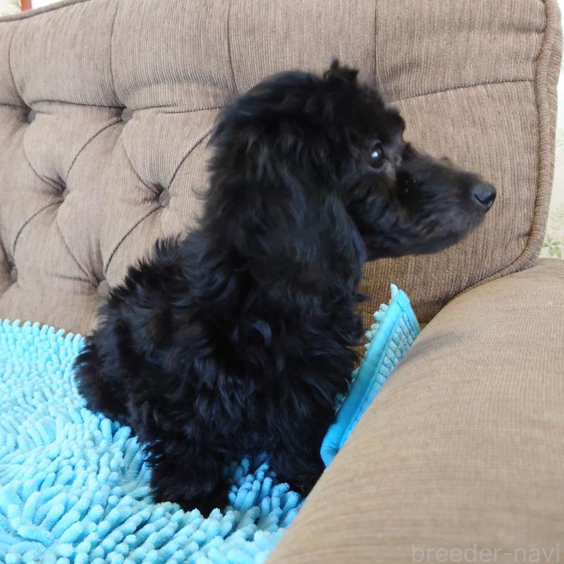 販売中の埼玉県のダップー:ミニチュアダックスフンド×トイプードル-429284の7枚目