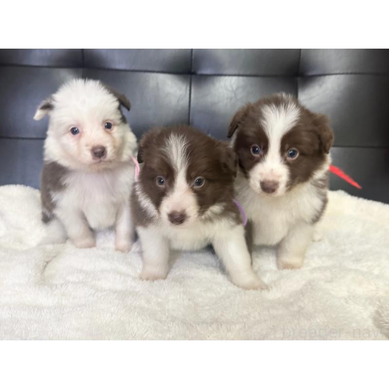 成約済の愛知県のボーダーコリー-437325の14枚目