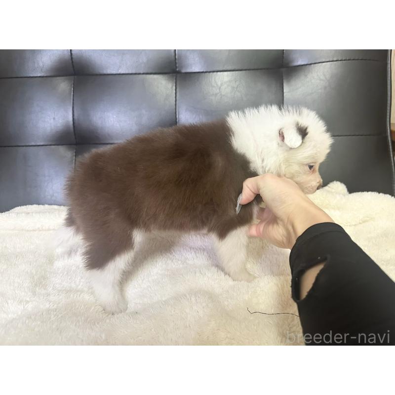 成約済の愛知県のボーダーコリー-437325の13枚目