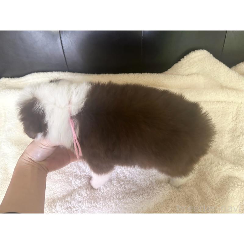 成約済の愛知県のボーダーコリー-437325の11枚目