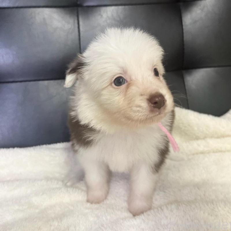 成約済の愛知県のボーダーコリー-437325の9枚目