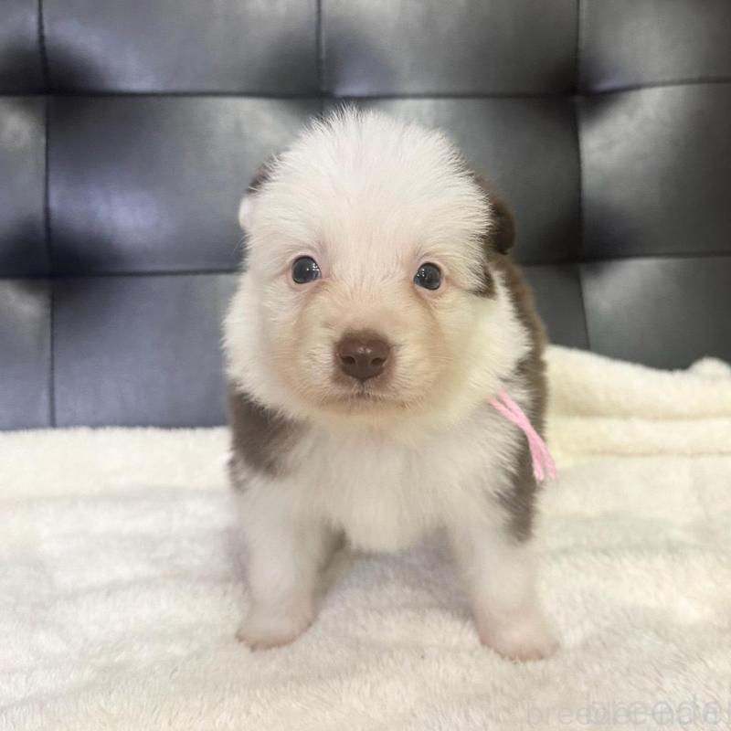 成約済の愛知県のボーダーコリー-437325の8枚目