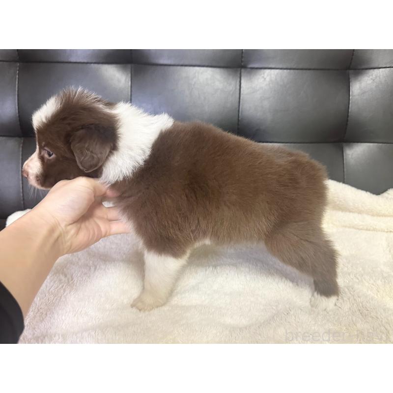 成約済の愛知県のボーダーコリー-437321の5枚目