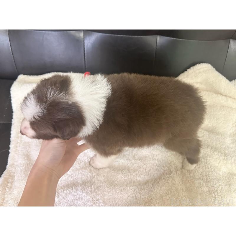 成約済の愛知県のボーダーコリー-437321の4枚目