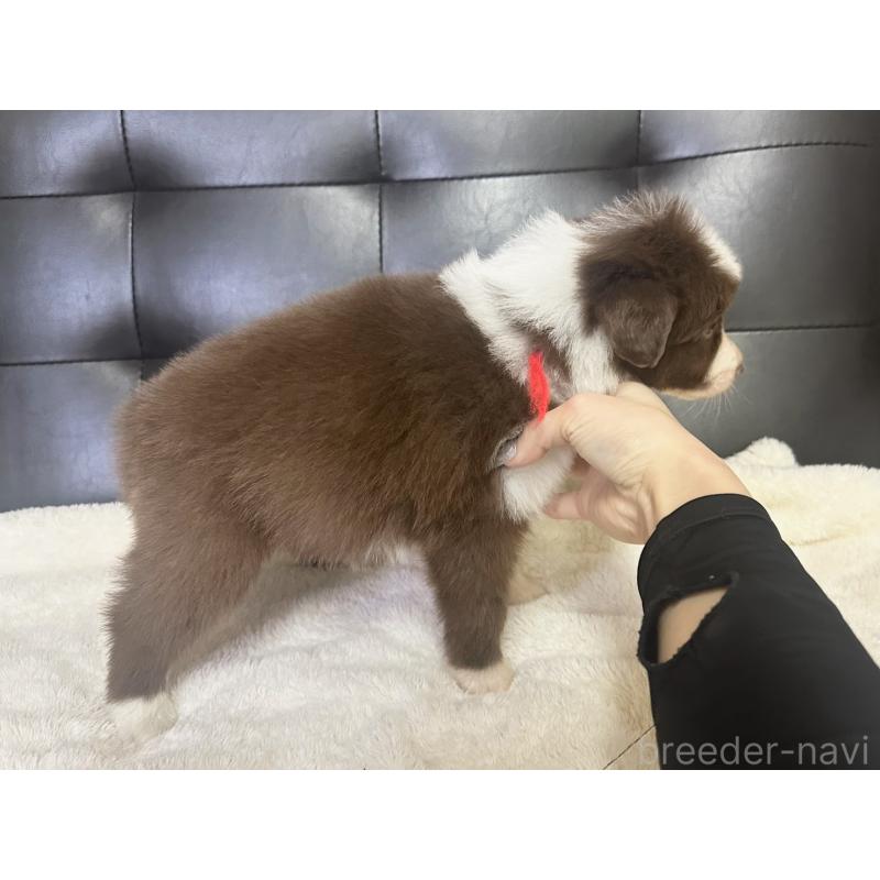 成約済の愛知県のボーダーコリー-437321の3枚目