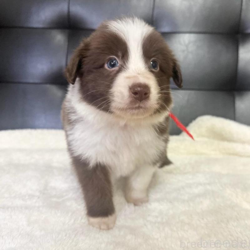 成約済の愛知県のボーダーコリー-437321の2枚目