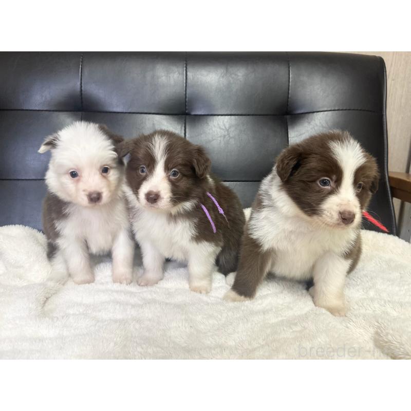 成約済の愛知県のボーダーコリー-437322の8枚目