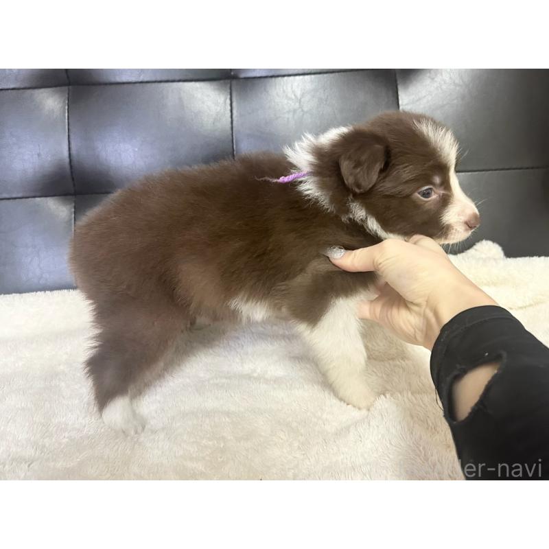 成約済の愛知県のボーダーコリー-437322の6枚目