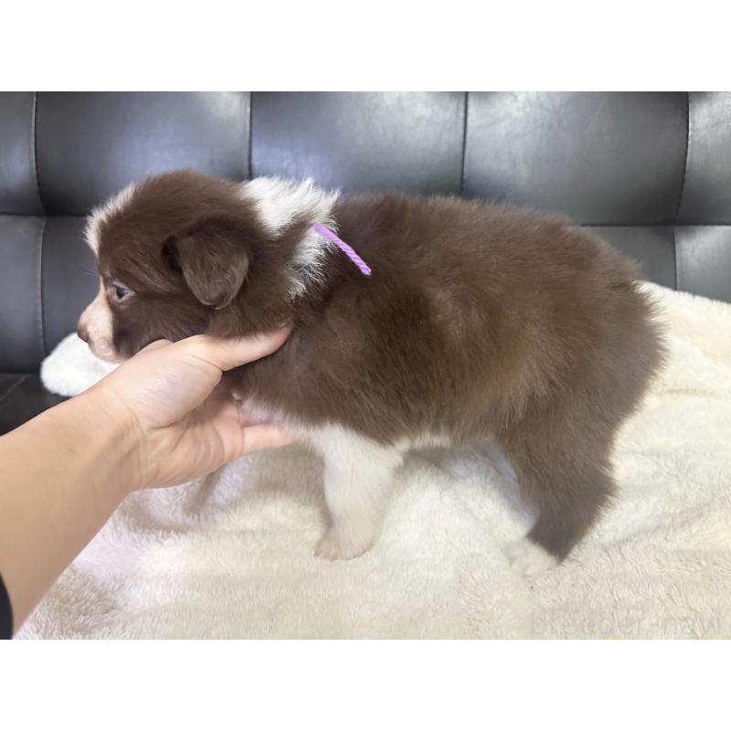 成約済の愛知県のボーダーコリー-437322の5枚目