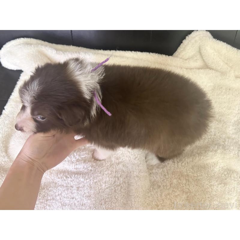 成約済の愛知県のボーダーコリー-437322の4枚目