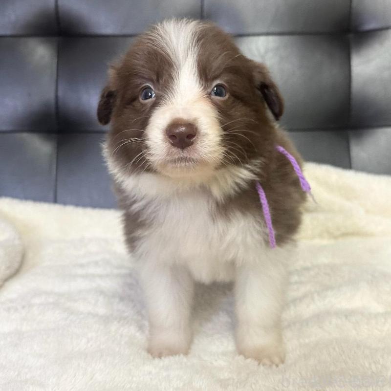 成約済の愛知県のボーダーコリー-437322の3枚目