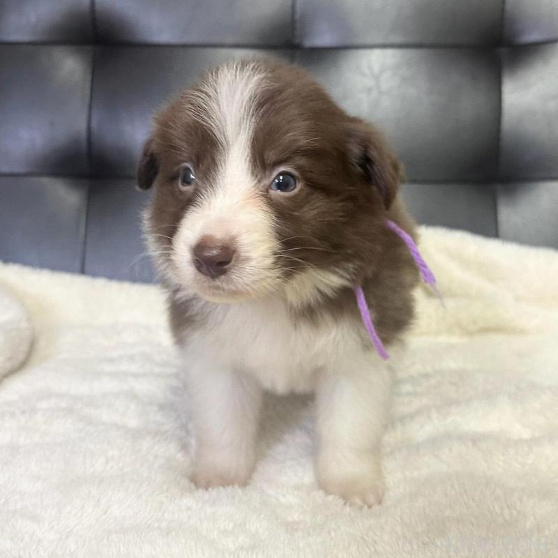 成約済の愛知県のボーダーコリー-437322の2枚目