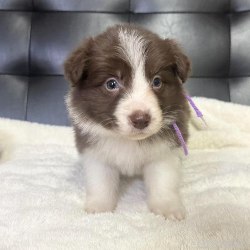 成約済の愛知県のボーダーコリー-437322の1枚目