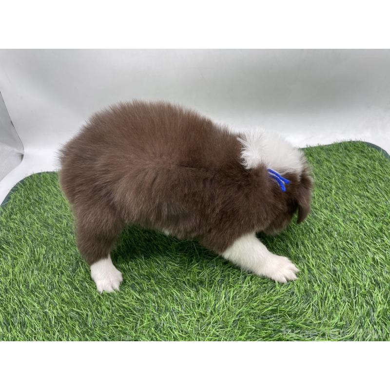 成約済の愛知県のボーダーコリー-437327の11枚目