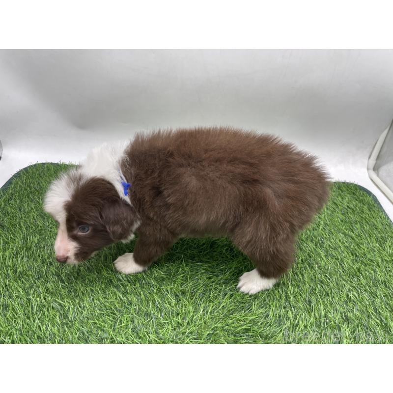 成約済の愛知県のボーダーコリー-437327の10枚目