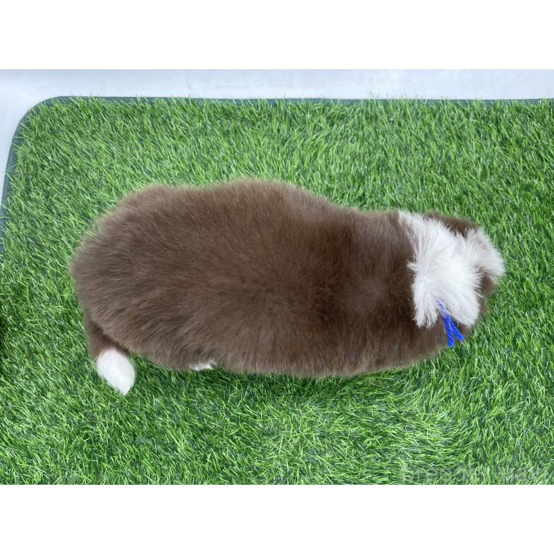 成約済の愛知県のボーダーコリー-437327の9枚目