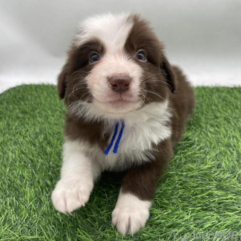 成約済の愛知県のボーダーコリー-437327の8枚目