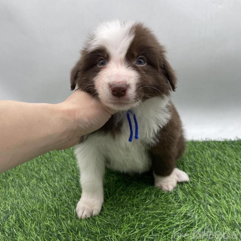 成約済の愛知県のボーダーコリー-437327の7枚目