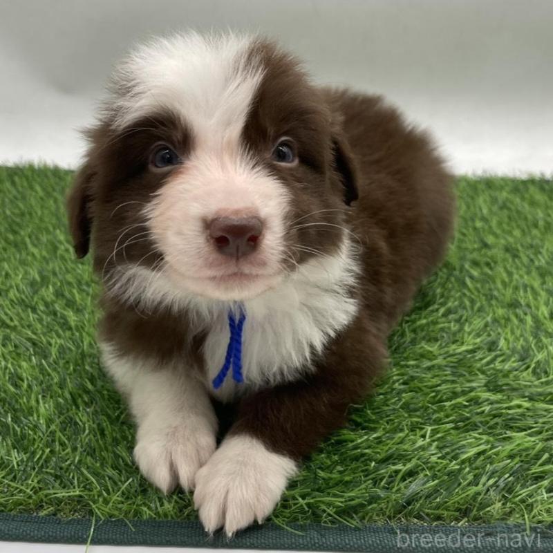 成約済の愛知県のボーダーコリー-437327の6枚目