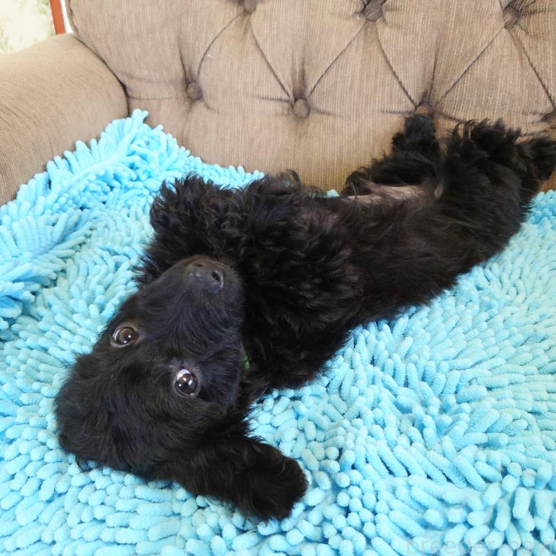 販売中の埼玉県のダップー:ミニチュアダックスフンド×トイプードル-429301