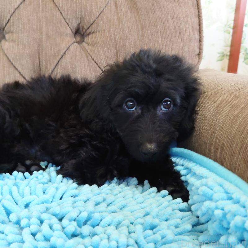 成約済の埼玉県のダップー:ミニチュアダックスフンド×トイプードル-429301の4枚目