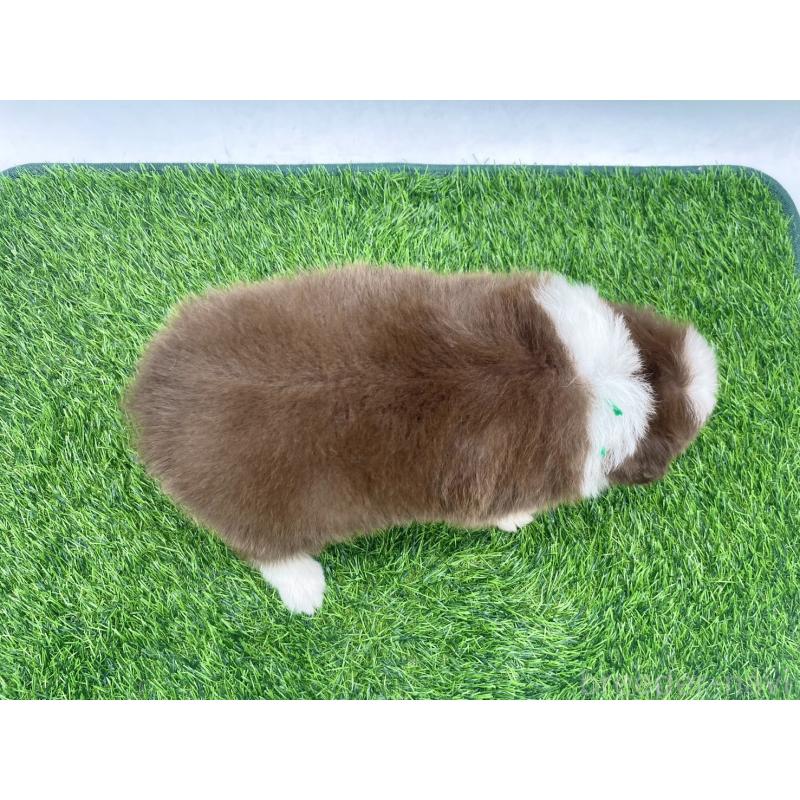 成約済の愛知県のボーダーコリー-437328の11枚目