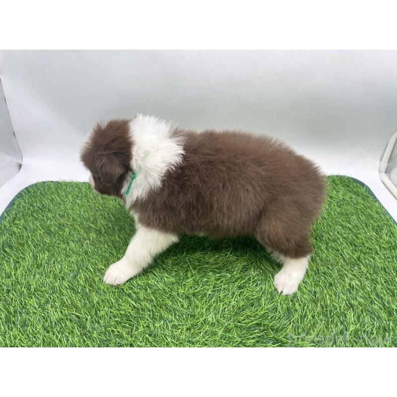 成約済の愛知県のボーダーコリー-437328の10枚目