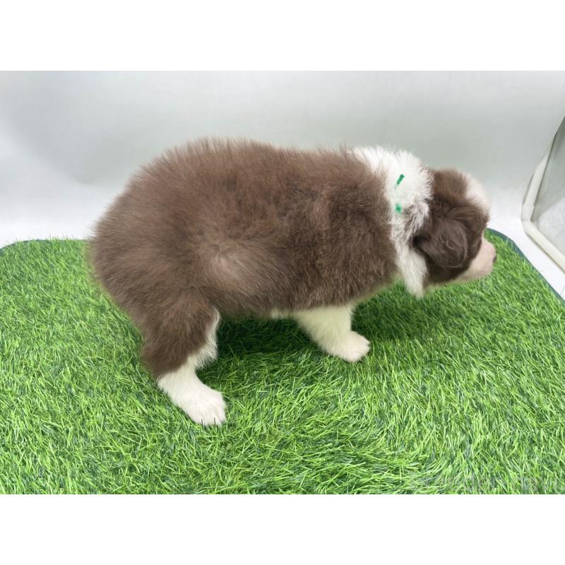 成約済の愛知県のボーダーコリー-437328の9枚目