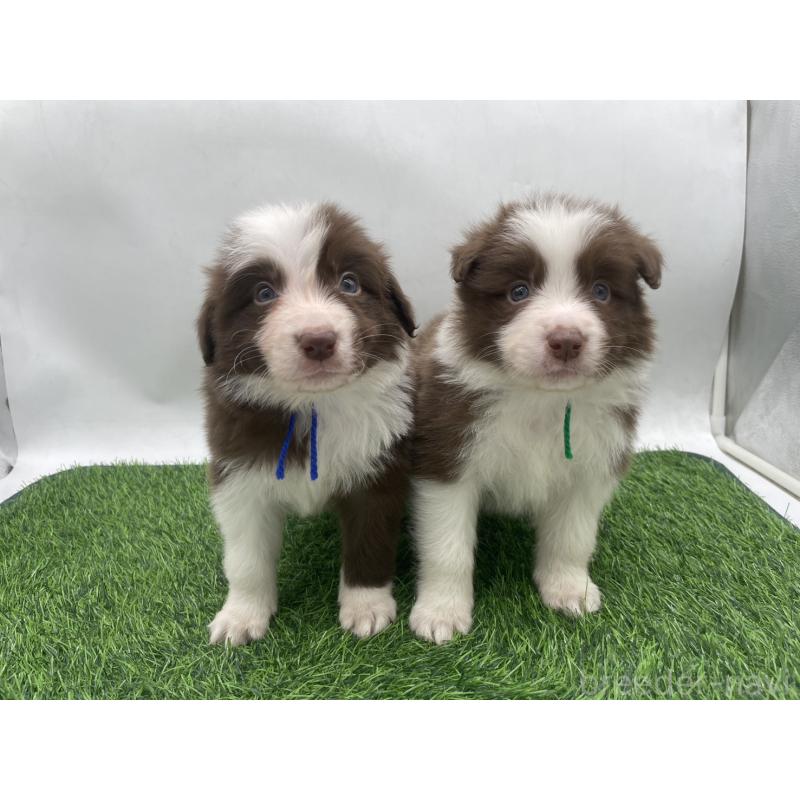 成約済の愛知県のボーダーコリー-437328の8枚目