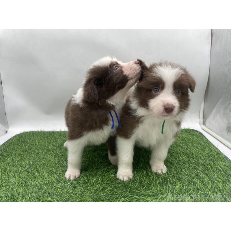 成約済の愛知県のボーダーコリー-437328の7枚目