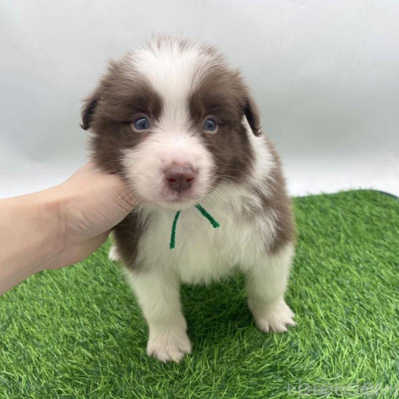 成約済の愛知県のボーダーコリー-437328の6枚目