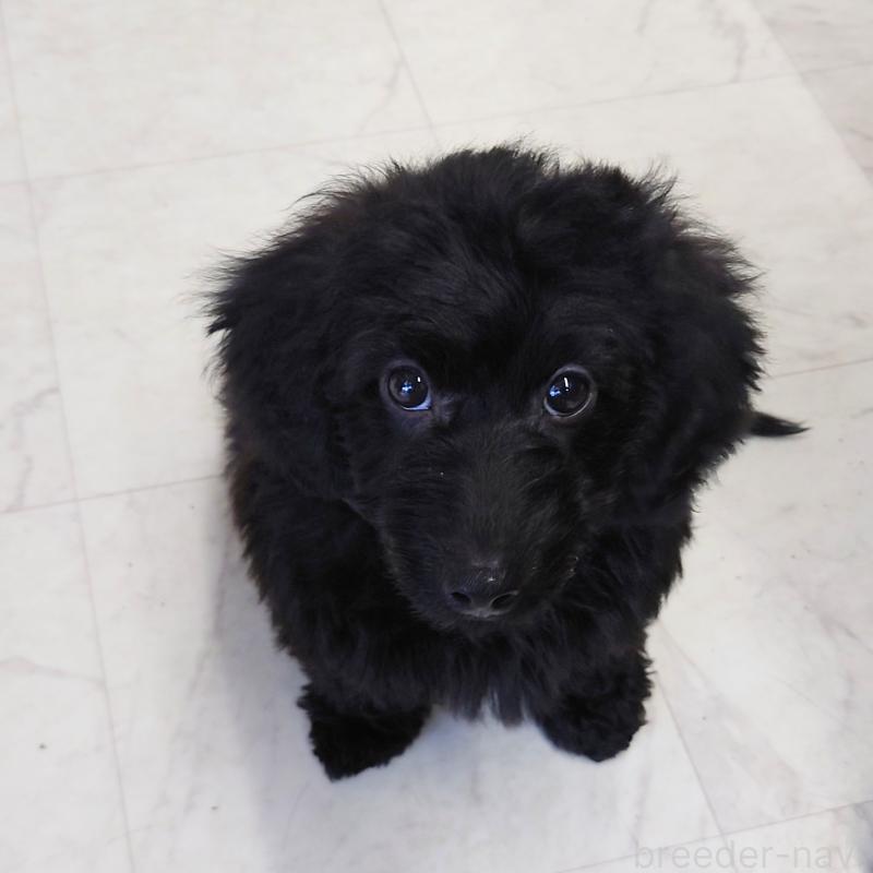 成約済の埼玉県のダップー:ミニチュアダックスフンド×トイプードル-429301の3枚目