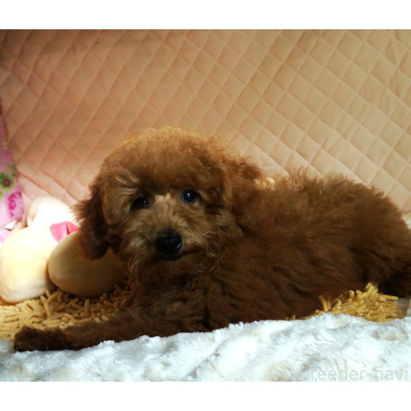 販売中の大阪府のトイプードル-426997の6枚目