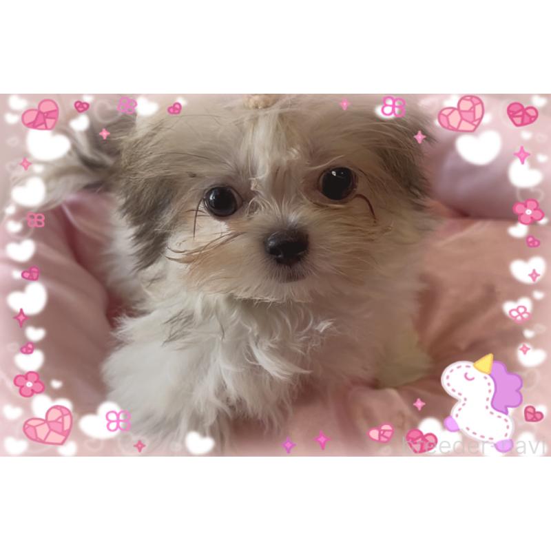 販売中の東京都のチワズー:チワワ×シーズー-423655の10枚目