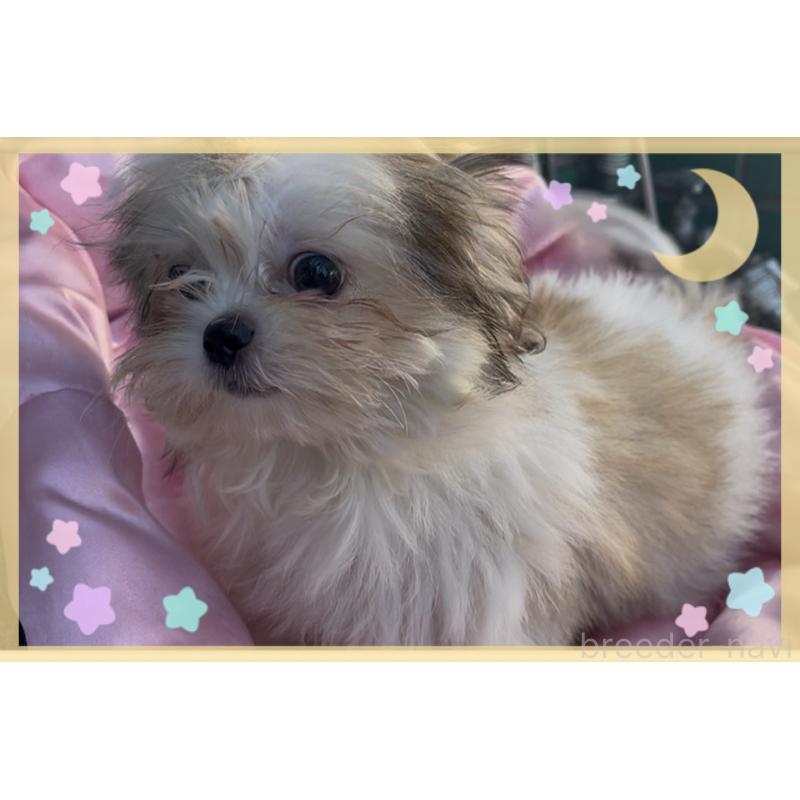 販売中の東京都のチワズー:チワワ×シーズー-423655の9枚目