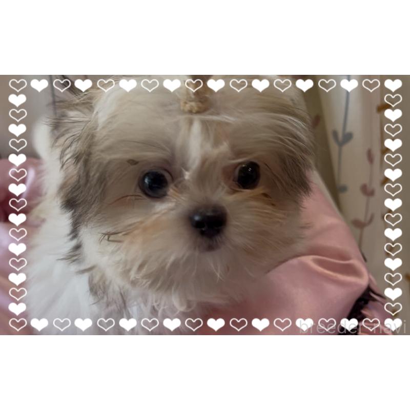 販売中の東京都のチワズー:チワワ×シーズー-423655の7枚目