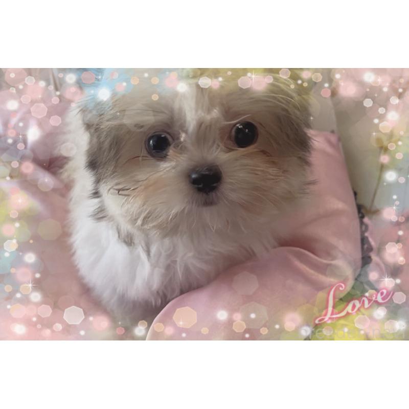 販売中の東京都のチワズー:チワワ×シーズー-423655の6枚目