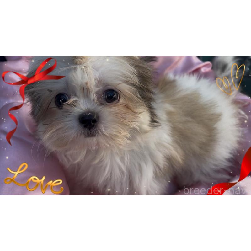 販売中の東京都のチワズー:チワワ×シーズー-423655の5枚目