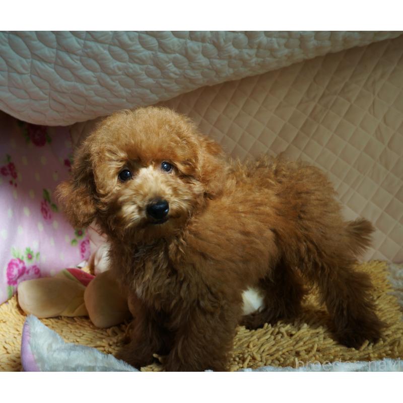 販売中の大阪府のトイプードル-426997の5枚目