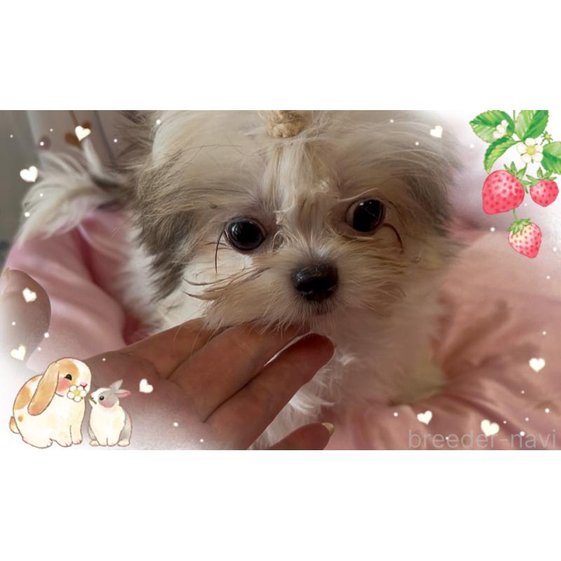 販売中の東京都のチワズー:チワワ×シーズー-423655の4枚目