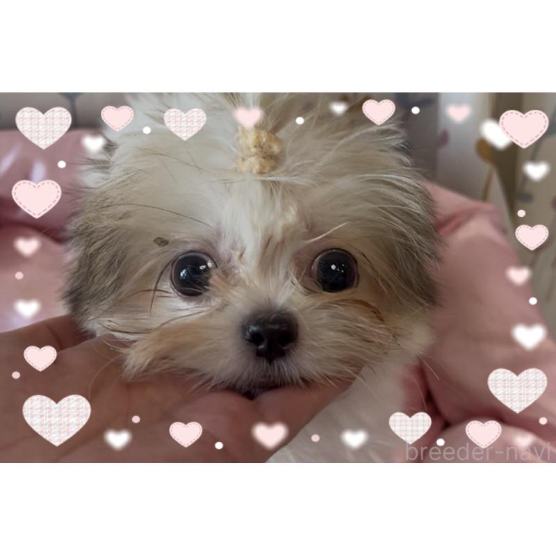 販売中の東京都のチワズー:チワワ×シーズー-423655の3枚目