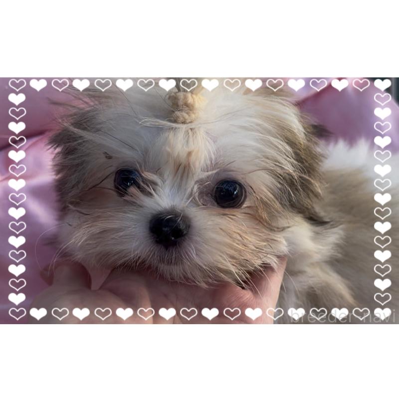 販売中の東京都のチワズー:チワワ×シーズー-423655