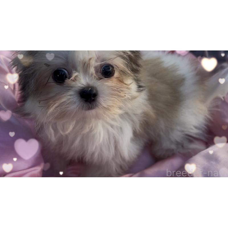 販売中の東京都のチワズー:チワワ×シーズー-423655の2枚目