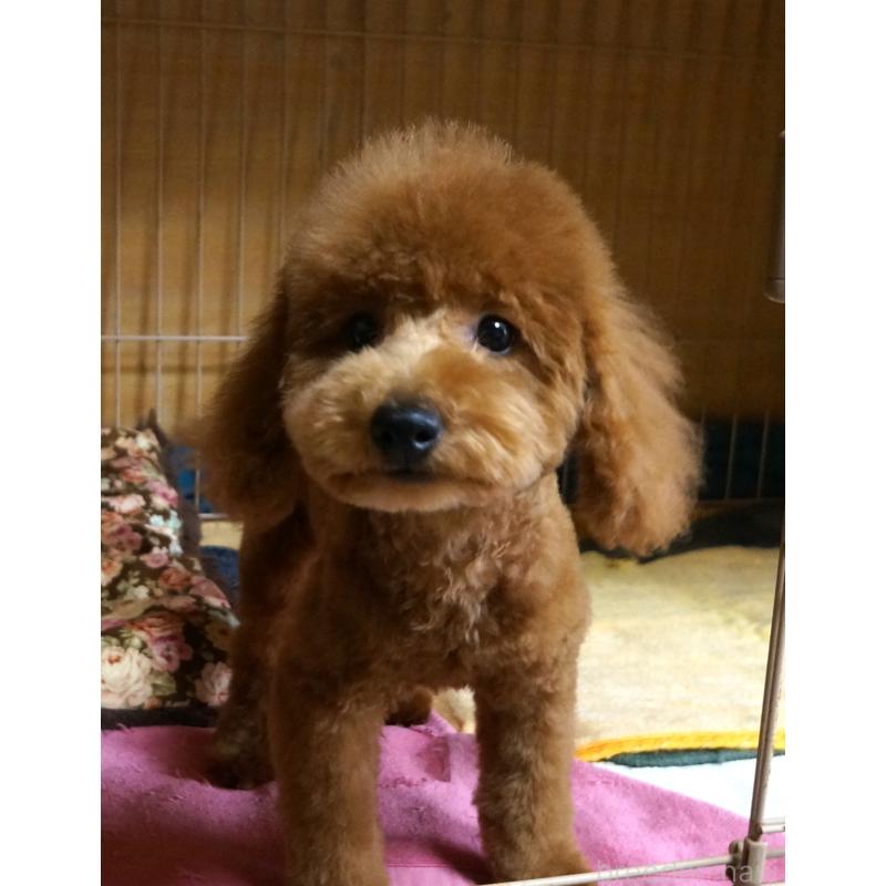 販売中の大阪府のトイプードル-426997の4枚目