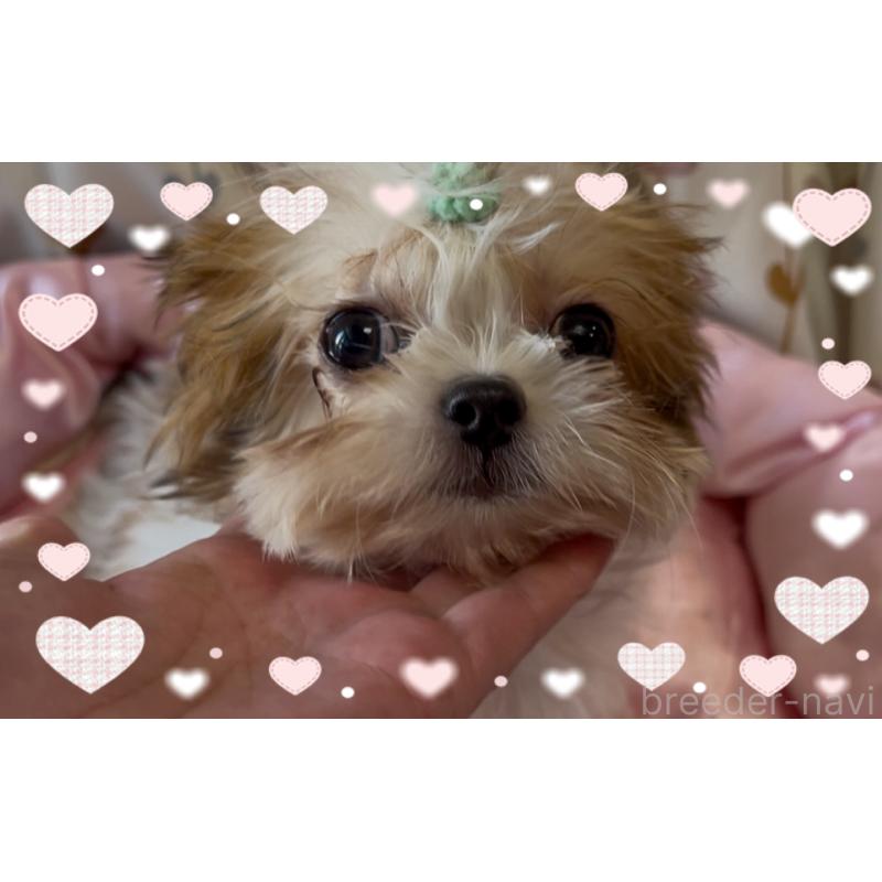 販売中の東京都のチワズー:チワワ×シーズー-425142の2枚目