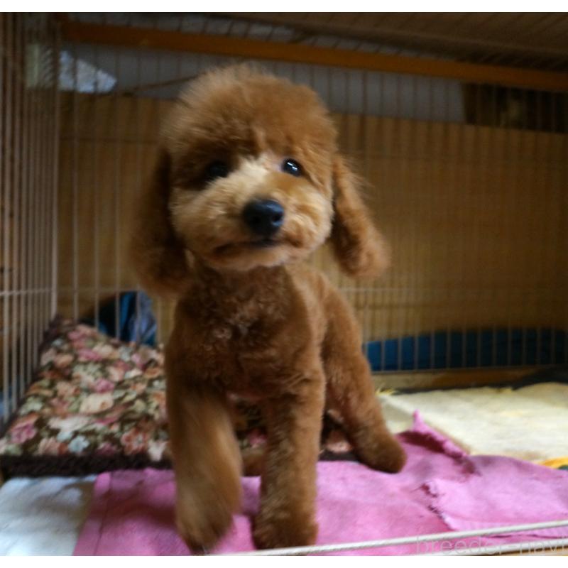 販売中の大阪府のトイプードル-426997の2枚目