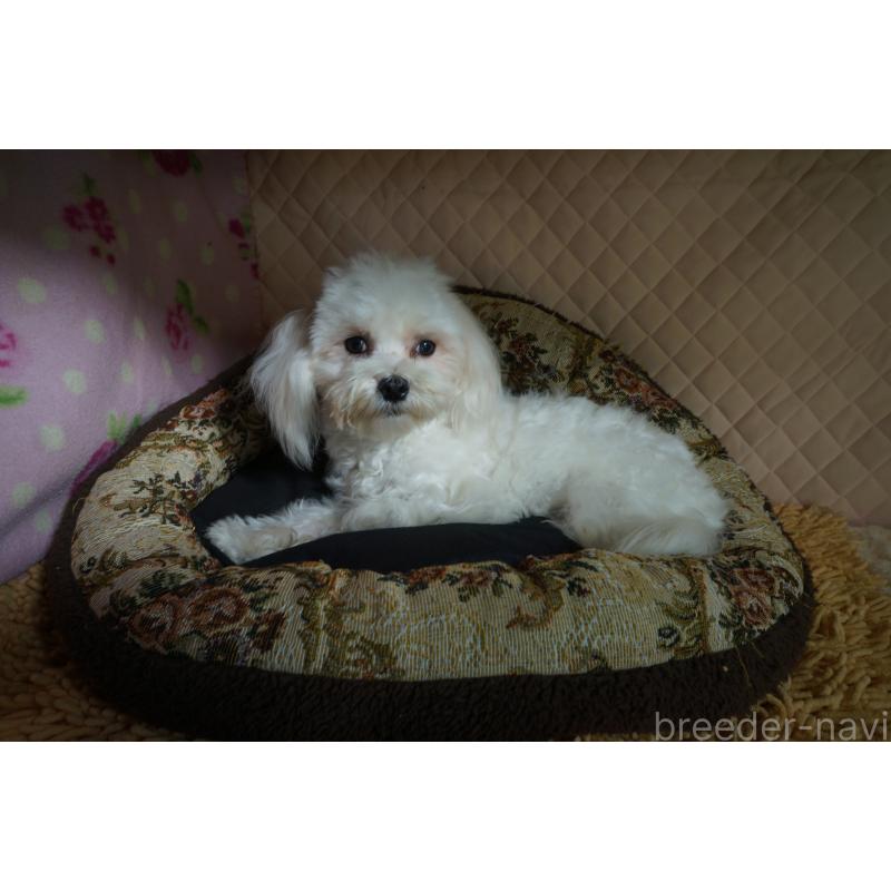 販売中の大阪府のマルチーズ-400043の3枚目